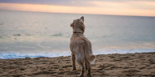 Dog Beach