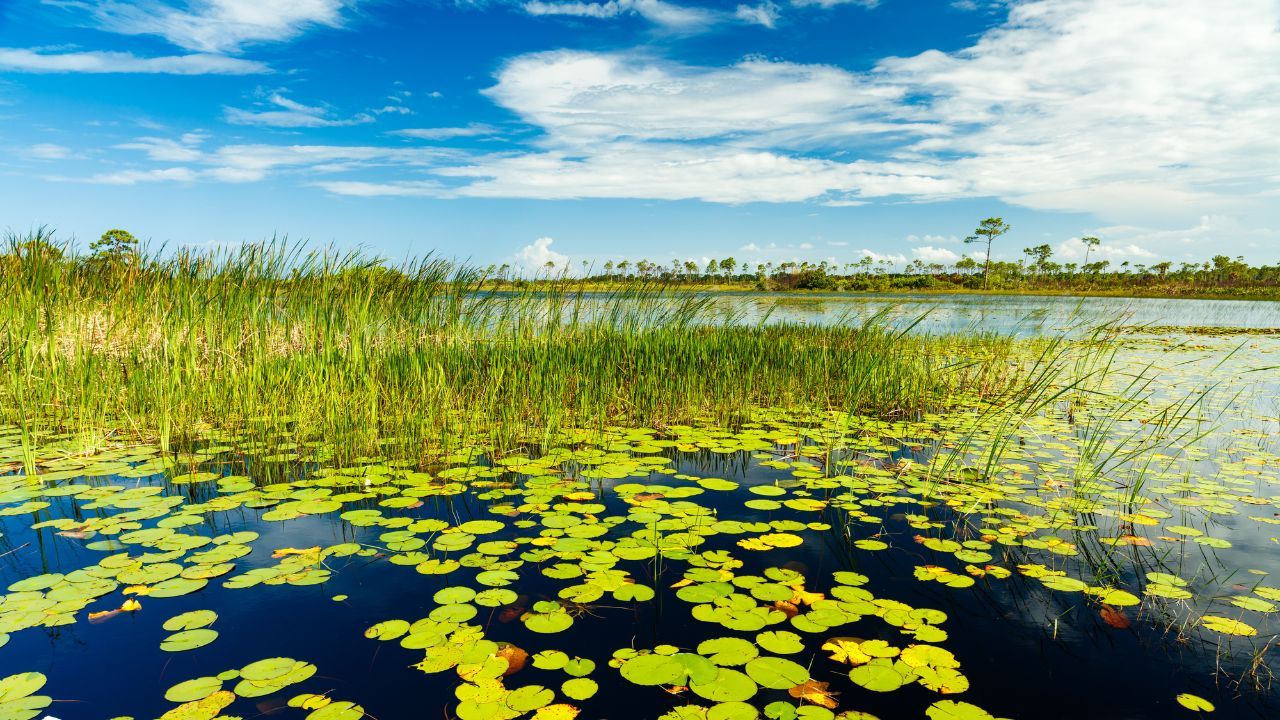 Wetlands and boardwalks at Grassy Waters Preserve
