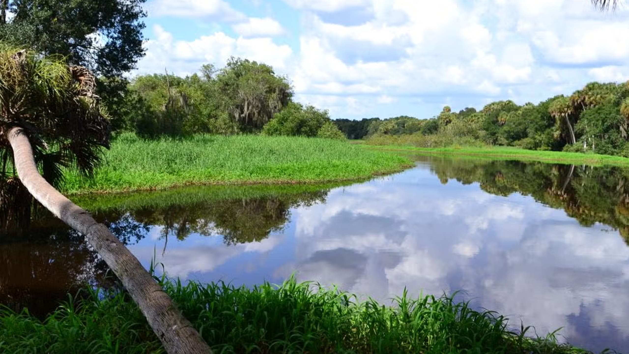 River and wetlands at Myakka River State Park near Sarasota