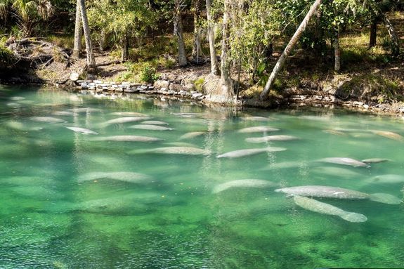 Lake with fishes